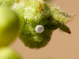 Nacaduba biocellata baliensis