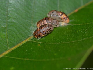 Poritia philota philota