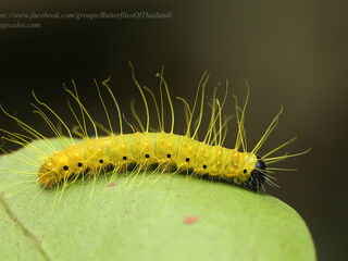 Delias descombesi descombesi