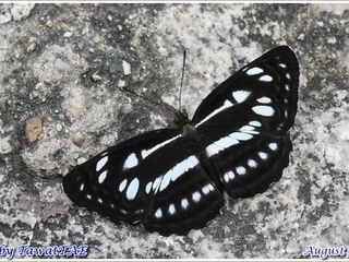 Neptis magadha magadha