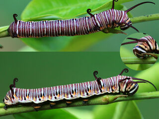 Euploea doubledayi doubledayi