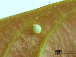 Arhopala alitaeus mirabella