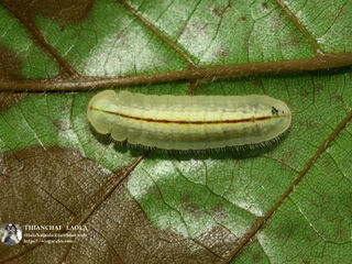 Arhopala paramuta paramuta
