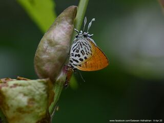 Drupadia theda thesmia