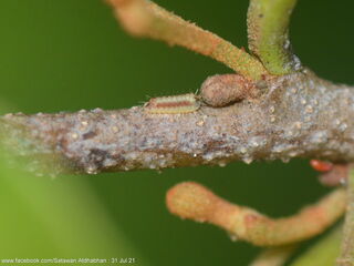 Charana mandarina splendida