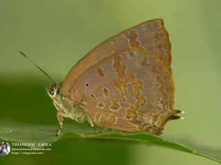 Arhopala rama ramosa