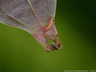 Yasoda pita dohertyi