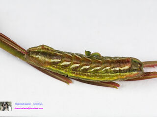 Zinaspa todara karennia