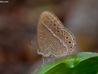 Mycalesis janardana sagittigera