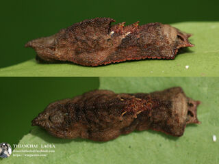 Jacoona anasuja nigerrima