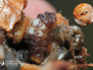 Virachola perse perse