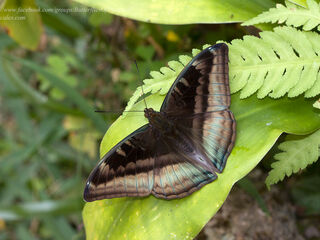 Auzakia danava brunnea