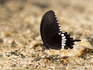 Papilio polytes romulus