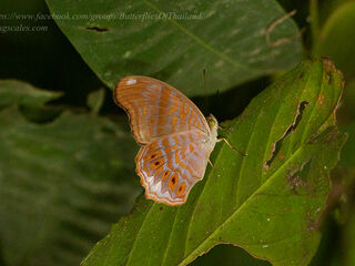 Terinos terpander robertsia