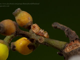 Creon cleobis cleobis