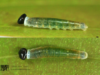 Tagiades litigiosa litigiosa