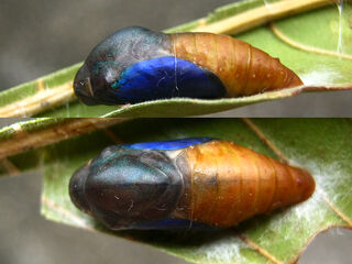 Arhopala centaurus nakula