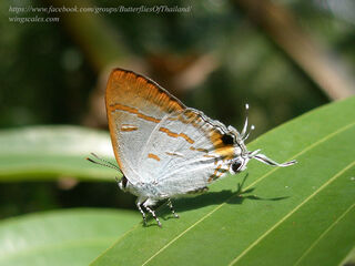 Hypolycaena thecloides thecloides