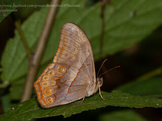 Lethe minerva tritogeneia