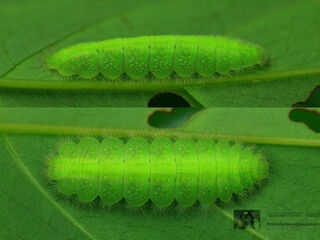 Zemeros flegyas allica