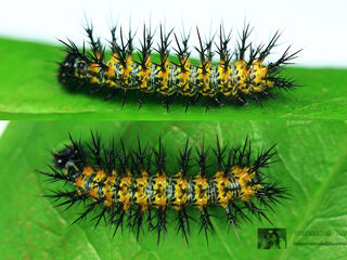 Nymphalis canace canace