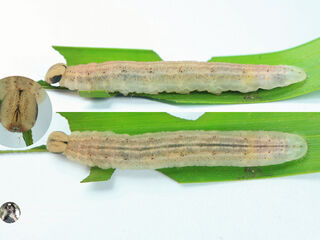 Hyarotis adrastus praba