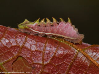 Cheritra freja freja
