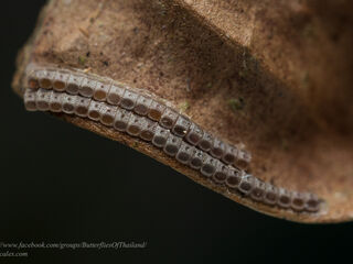 Poritia hewitsoni tavoyana