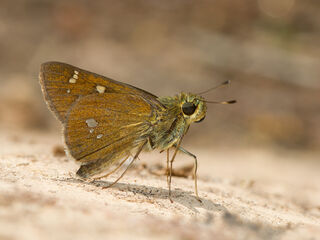 Zenonoida discreta discreta