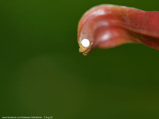 Yasoda pita dohertyi