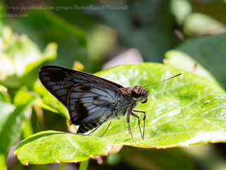 Unkana ambasa batara