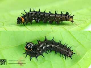 Junonia hierta hierta