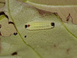 Flos anniella anniella