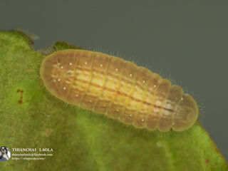 Arhopala rama ramosa