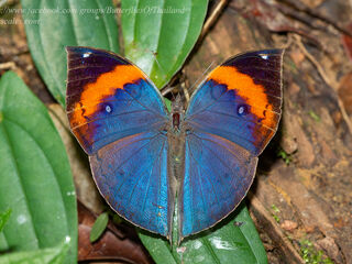 Kallima limborgii amplirufa