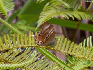 Abisara savitri savitri