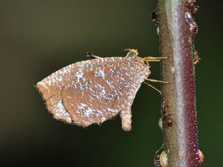 Logania malayica malayica