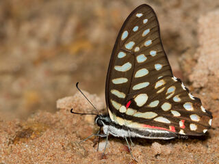 Graphium arycles arycles