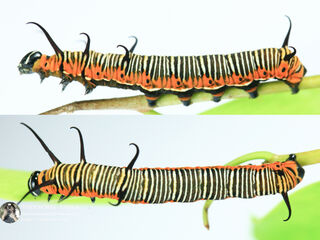 Euploea core godartii