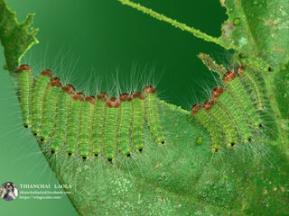 Simiskina phalia potina