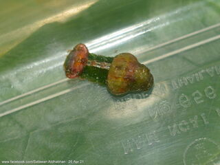 Tajuria mantra mantra