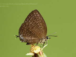 Arhopala ariana ssp.