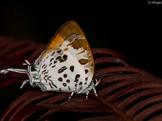 Drupadia estella semperna