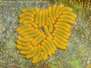 Poritia hewitsoni tavoyana