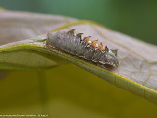 Cheritra freja freja