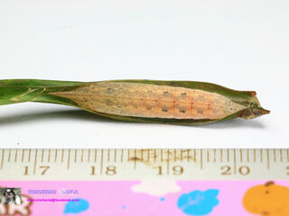 Hyarotis adrastus praba