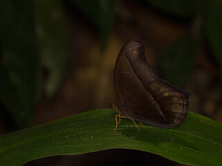 Coelites epiminthia epiminthia