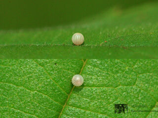 Euripus nyctelius nyctelius