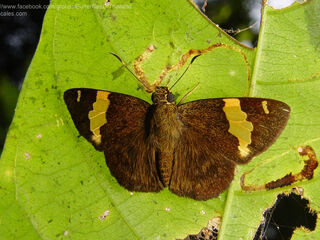 Celaenorrhinus andamanicus hanna