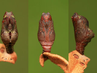 Pratapa icetoides icetoides